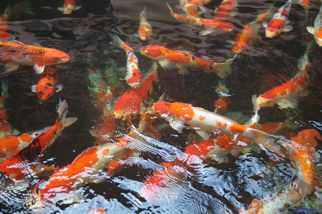 2012清迈-曼谷-华欣-甲米-普吉-华欣-清迈3500公里自驾游之曼谷