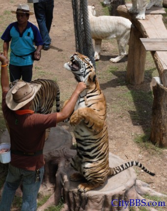 清迈的夜间动物园 Chiangmai Night Safari