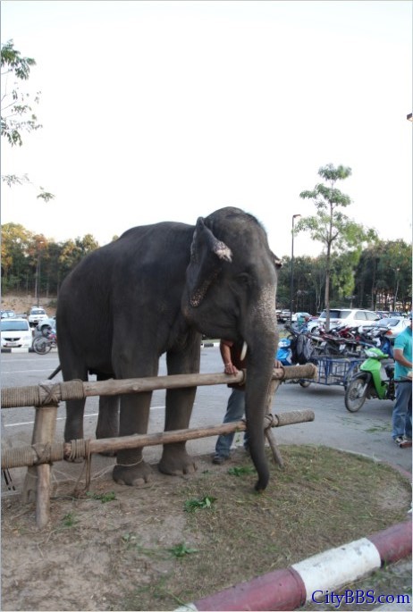 清迈的夜间动物园 Chiangmai Night Safari