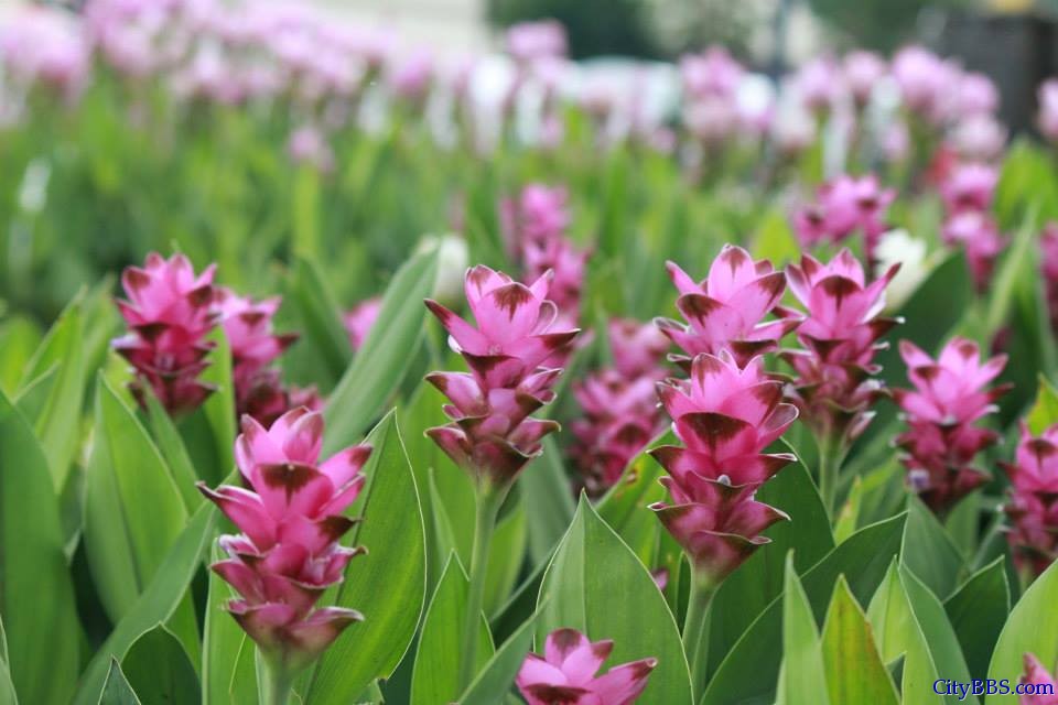 清迈皇家花博会 Royal Flower Flora 
