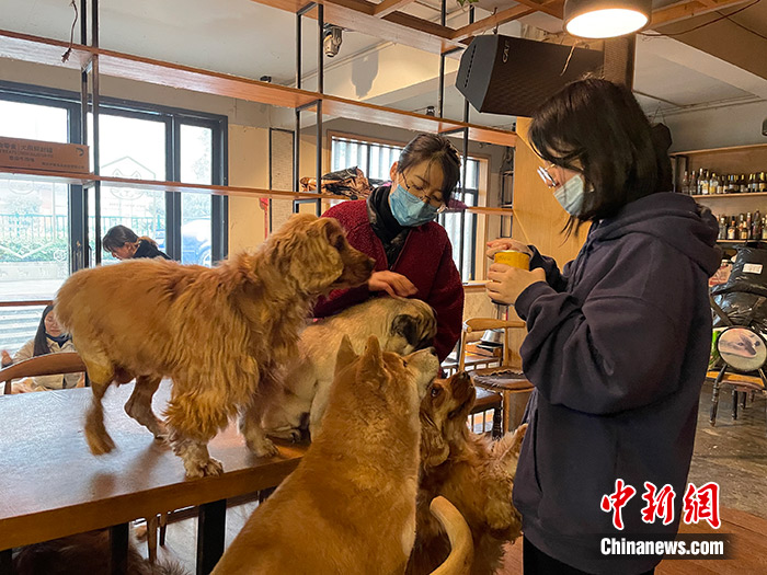 长沙一家萌宠咖吸引女青年们