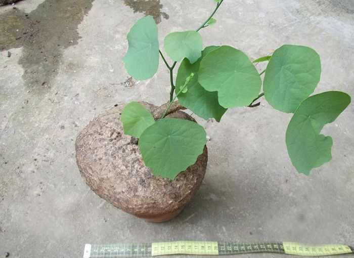 制造千金藤素的主要原材料为地不容根粉