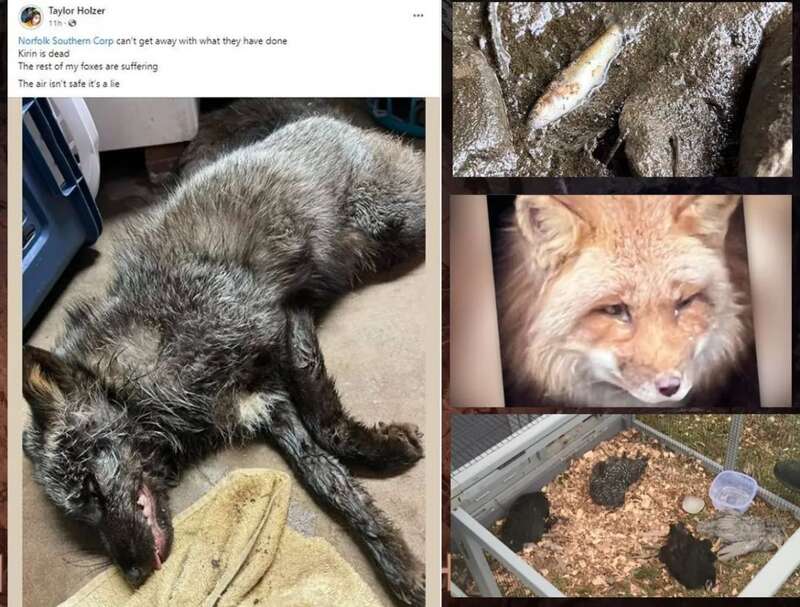 周围大量动物死亡