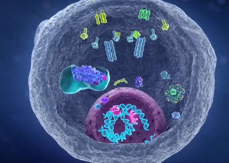 科学家找到癌细胞的生死开关 可激活自毁