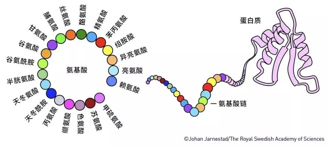 蛋白质的功能是由分子的三维空间结构决定的